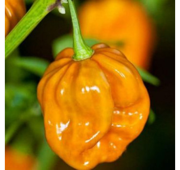 Перець 6001 F1, Lark seeds