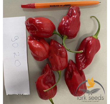 Перець 9020 F1, Lark seeds