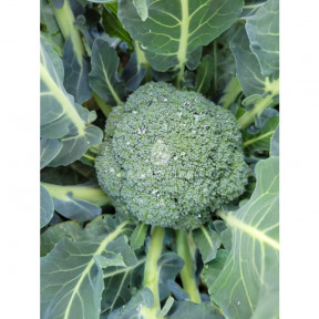 Капуста броколі Трібека F1, Spark seeds