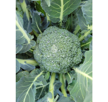 Капуста броколі Трібека F1, Spark seeds