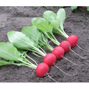 Редис Аутелла F1, Hazera