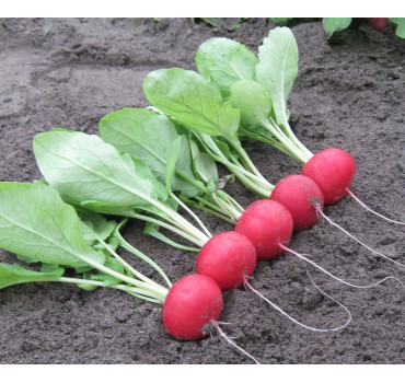 Редис Аутелла F1, Hazera