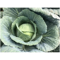 Капуста Кентуккі F1, Spark seeds