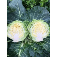 Капуста Вірджинія F1, Spark seeds