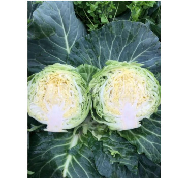 Капуста Вірджинія F1, Spark seeds
