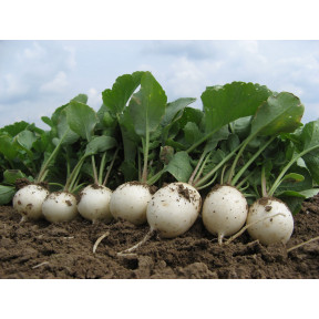 Редис Вайтелла F1, Hazera