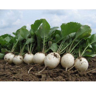 Редис Вайтелла F1, Hazera