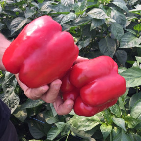 Перець солодкий Діагорас F1, Hazera