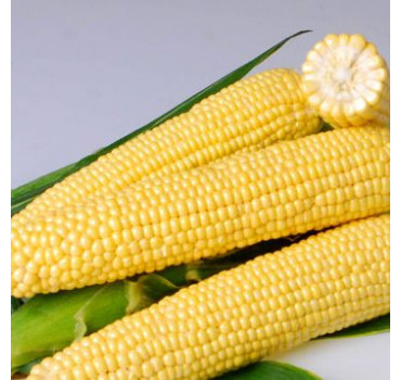 Кукурудза Джиа F1, Hazera