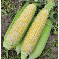 Кукурудза Ескорт F1, Lark seeds