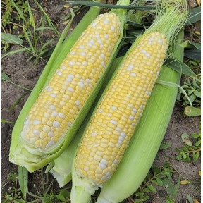 Кукурудза Ескорт F1, Lark seeds