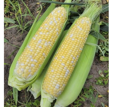 Кукурудза Ескорт F1, Lark seeds