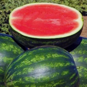 Кавун Феліп F1, Hazera F1