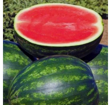 Кавун Феліп F1, Hazera F1