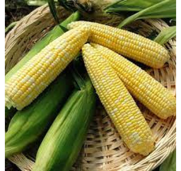 Кукурудза біколор Ксанаду F1, Hazera Кукурудза біколор Ксанаду F1, Hazera