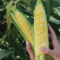 Кукурудза Респект F1, Spark seeds