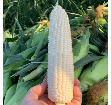 Кукурудза Вайт Туз F1, Spark seeds