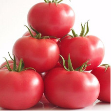 Програма живлення для томатів закритого ґрунту від італійської компанії Valagro