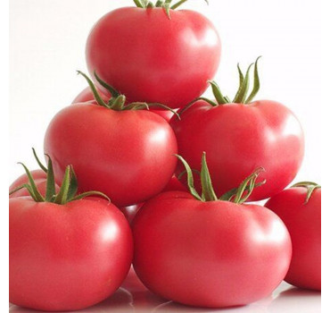 Томат Маністелла F1, Hazera