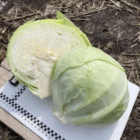 Капуста Орегон F1, Spark seeds