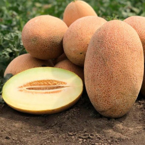 Диня Ребекка F1, Hazera