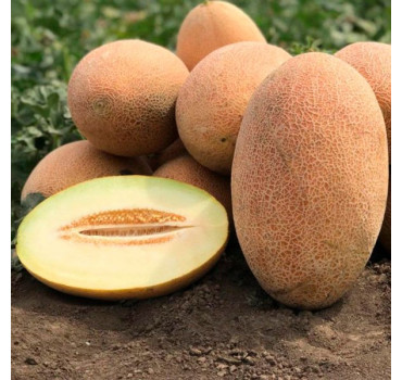 Диня Ребекка F1, Hazera