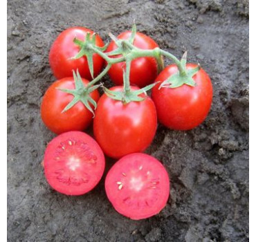 Томат Родіон F1, Hazera