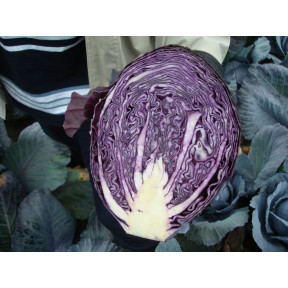 Капуста Розера F1, Hazera