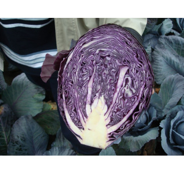 Капуста Розера F1, Hazera