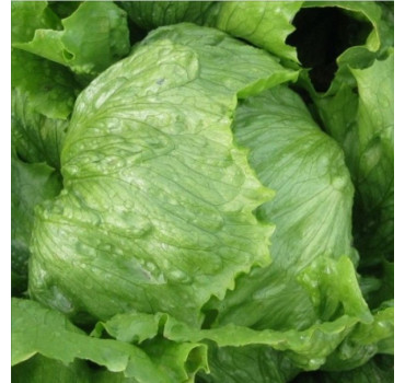 Салат айсберг Лілах, Hazera