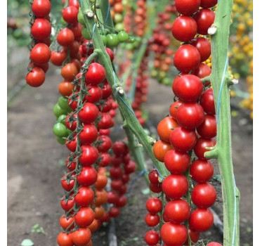 Томат Деліччіо F1, Hazera