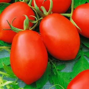 Томат 1785 F1, Lark seeds