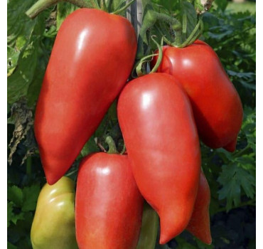 Томат Корнабел F1, Vilmorin