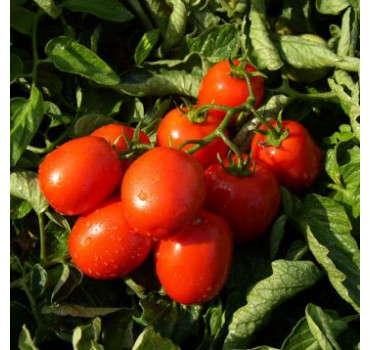 Томат Тревіс F1, Hazera