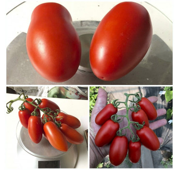 Томат Візард F1, Spark seeds