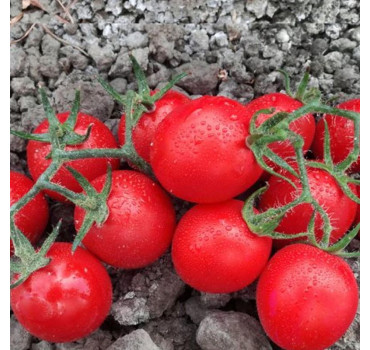 Томат Воларе F1, Hazera