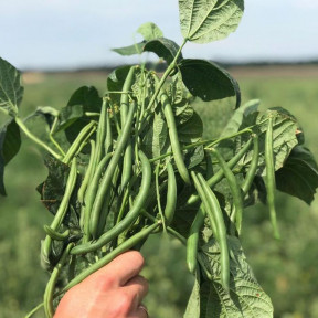 Квасоля спаржева Ягуар, Hazera