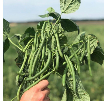 Квасоля спаржева Голден Гол, Hazera