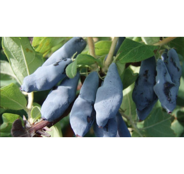 Жимолость Синій Утьос, Fruitech