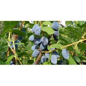 Жимолость Бореал Бьюти , Fruitech