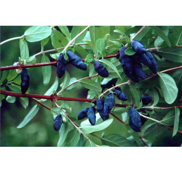 Жимолость Восторг, Fruitech