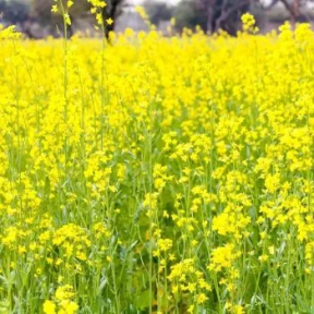 Гірчиця біла - сидерат