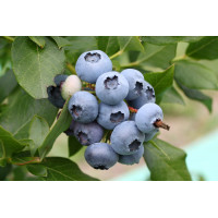 Лохина Блукроп, Fruitech