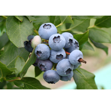 Лохина Блукроп, Fruitech