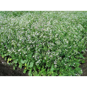 Редька олійна - сидерат