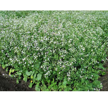 Редька олійна - сидерат