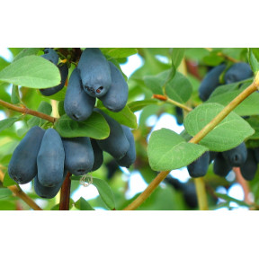 Жимолость Югана, Fruitech