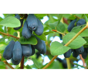 Жимолость Югана, Fruitech