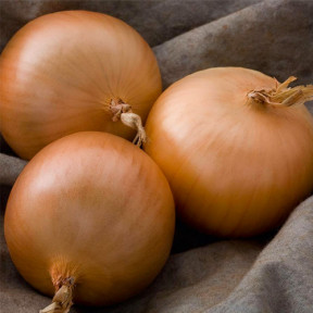 Цибуля Болеро F1 (саджанка), Голандія Цибуля Болеро F1 (саджанка), Голандія