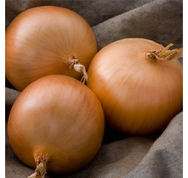 Цибуля Болеро F1 (саджанка), Голандія